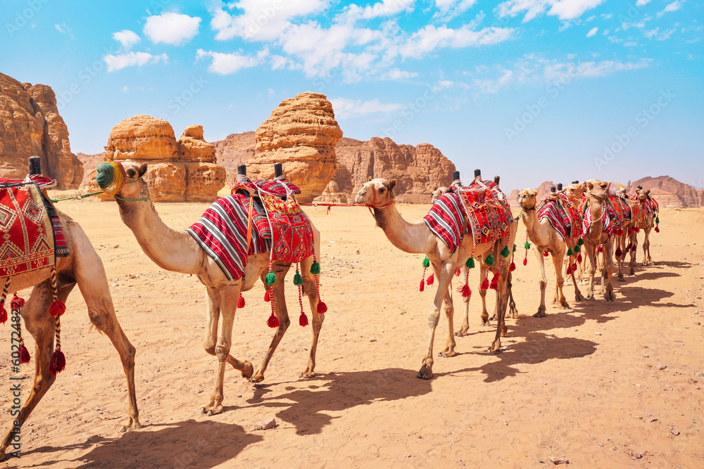 Group of camels, seats ready for tourists, walking in AlUla desert on a bright sunny day, closeup detail - obrazy, fototapety, plakaty 