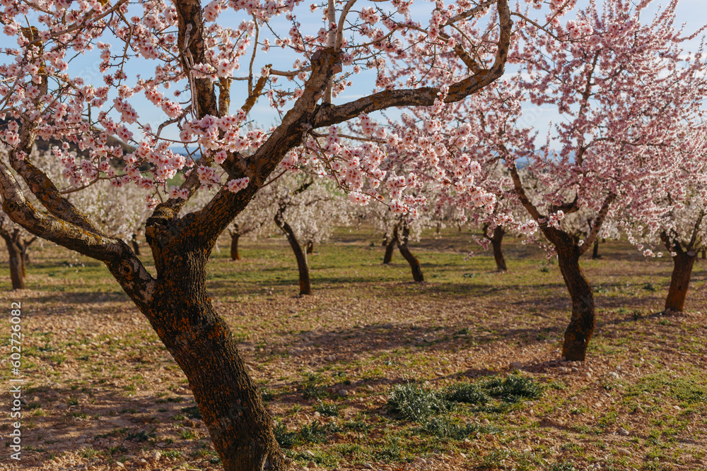 A field of blossoming almond trees. A field of blossoming almond trees.