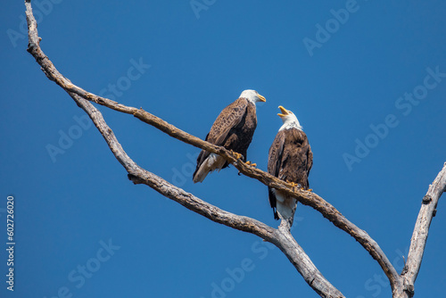 Фотография Pair of Bald Eagles Perched in a Bare Tree