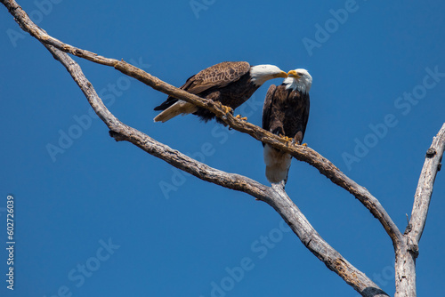 Pair of Bald Eagles Perched in a Bare Tree