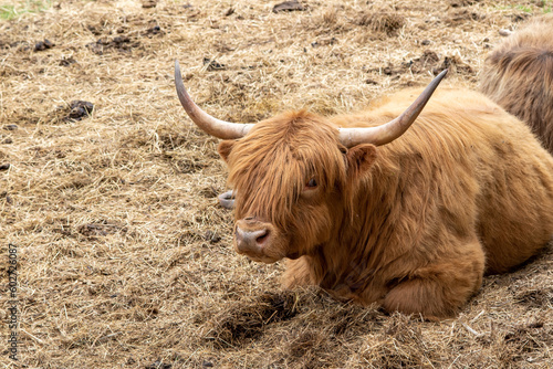 Scottish Highland Cow Laying Down in Pasture