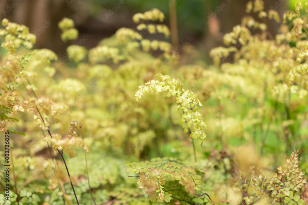 Himalayan or evergreen maidenhair Adiantum Venustum in Zurich in Switzerland Himalayan or evergreen maidenhair Adiantum Venustum in Zurich in Switzerland