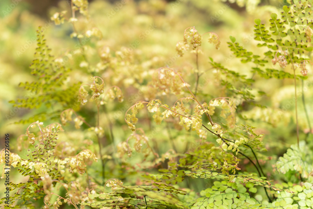 Himalayan or evergreen maidenhair Adiantum Venustum in Zurich in Switzerland Himalayan or evergreen maidenhair Adiantum Venustum in Zurich in Switzerland