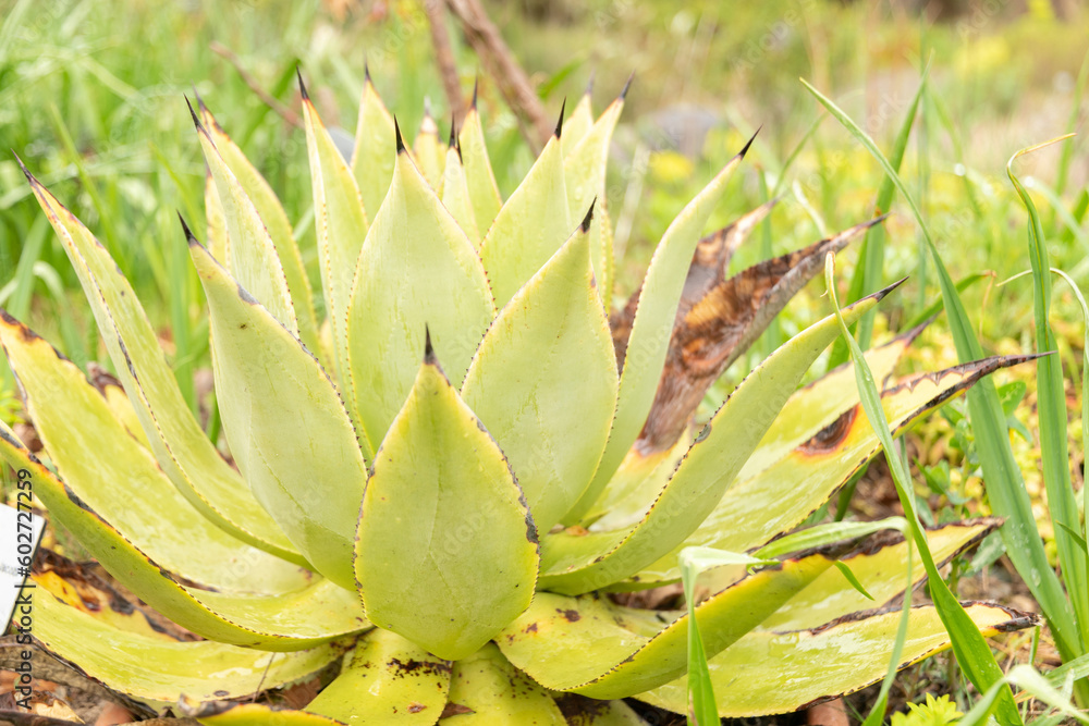 Agave Goeppertiana plant in Zurich in Switzerland Agave Goeppertiana plant in Zurich in Switzerland
