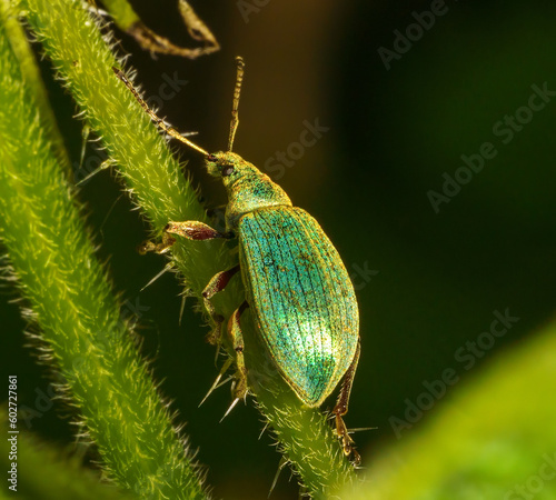 Chrysolina herbacea, also known as the mint leaf beetle, macro