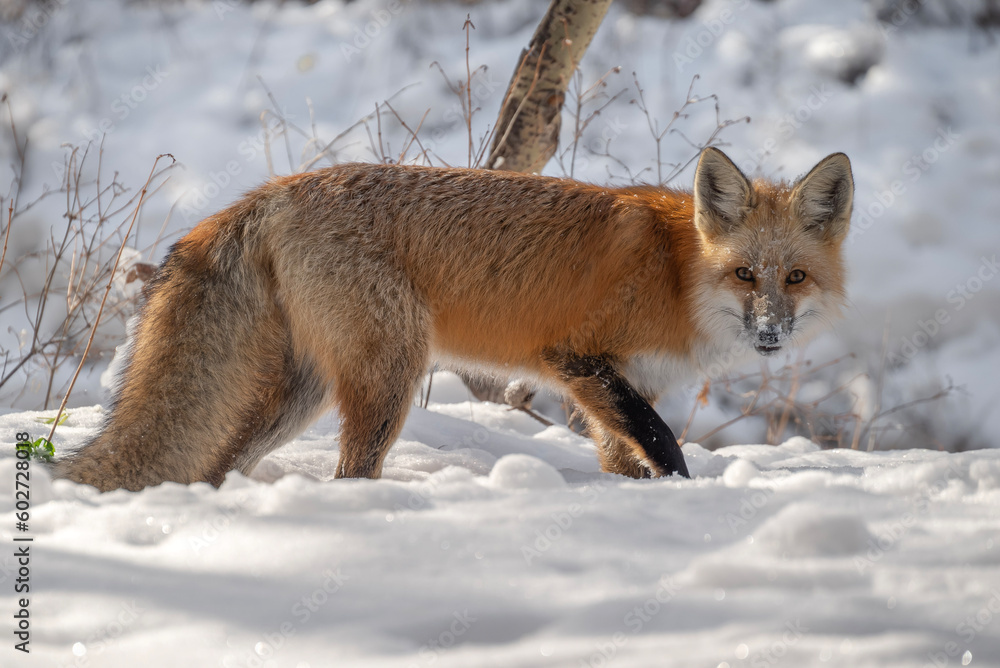 Fototapeta premium red fox vulpes