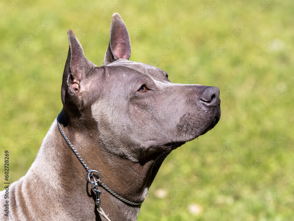 Portrait of Thai Ridgeback purebred dog of gray color