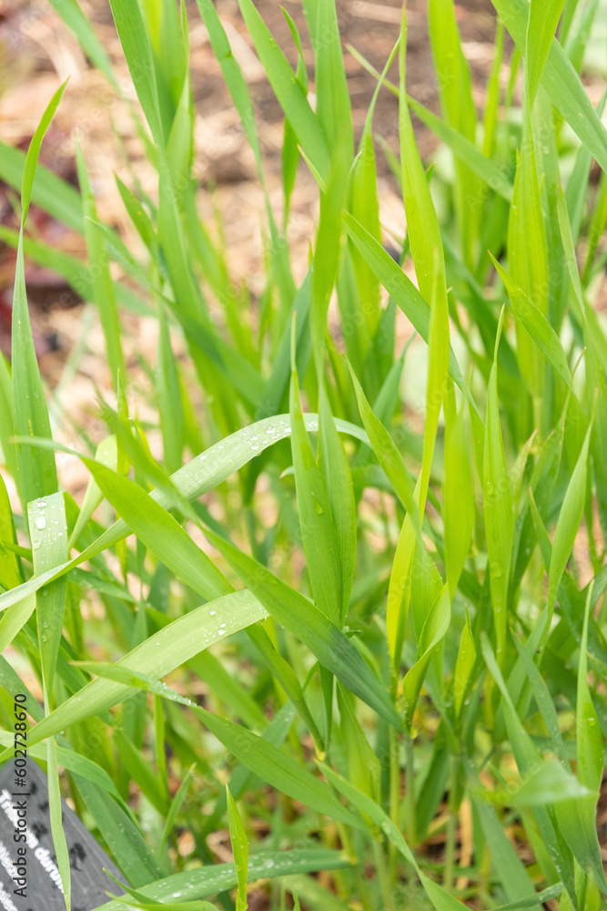 Durum wheat or Triticum Durum plant in Zurich in Switzerland Durum wheat or Triticum Durum plant in Zurich in Switzerland