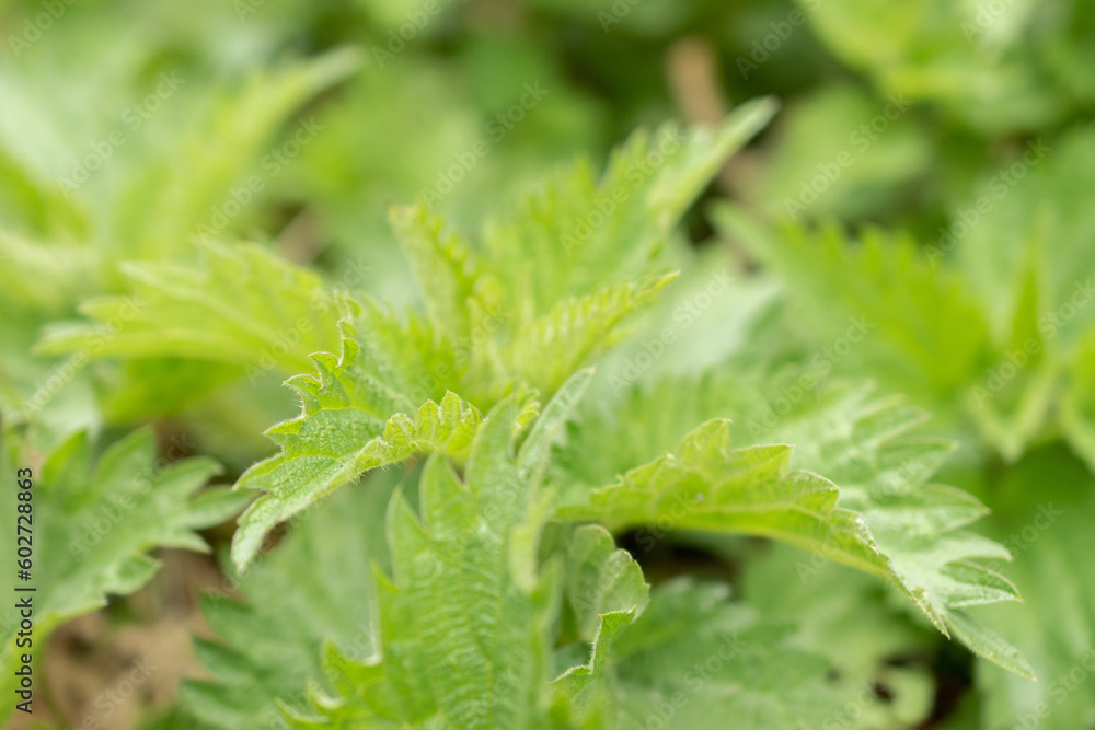 Burn nettle or Urtica Dioica plant in Zurich in Switzerland Burn nettle or Urtica Dioica plant in Zurich in Switzerland