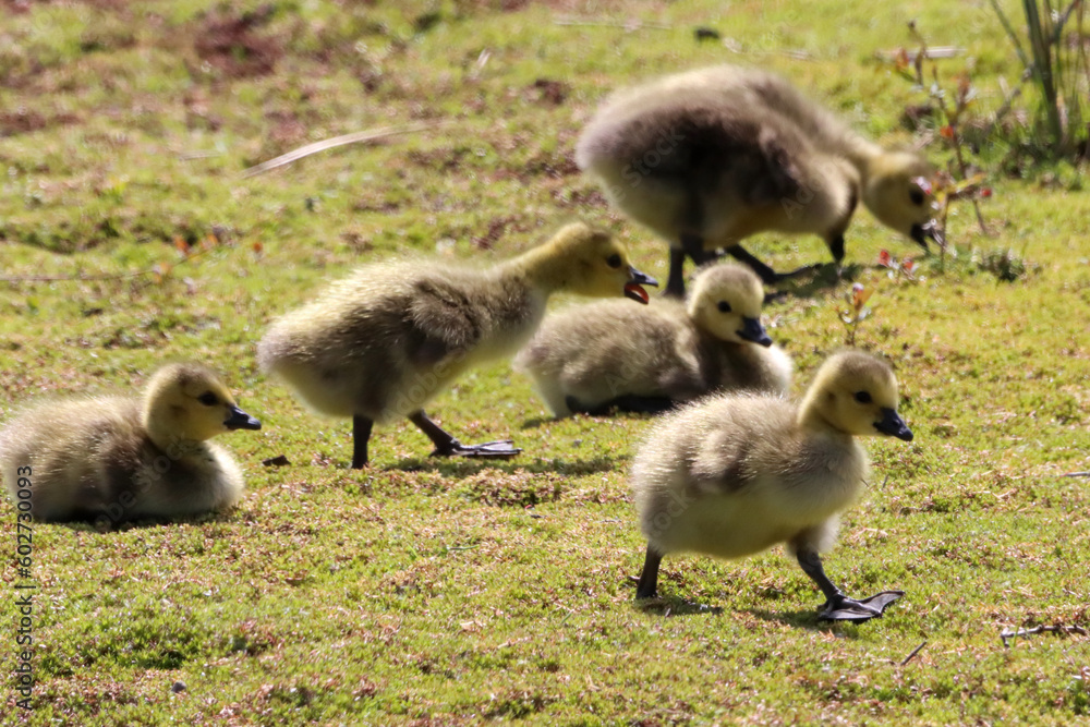 A stunning animal portrait of Goslings at a Nature Reserve. The baby Geese were in company with both parents and looking for food. A stunning animal portrait of Goslings at a Nature Reserve. The baby Geese were in company with both parents and looking for food.