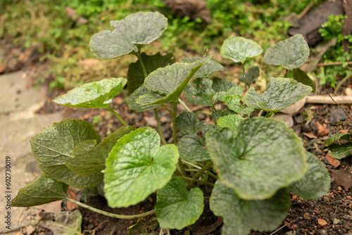 Wallpaper Mural Japanese Eutrema Wasabi plant in Zurich in Switzerland Torontodigital.ca