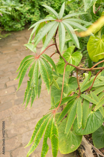 Palm leave begonia or Begonia Luxurians in Zurich in Switzerland photo