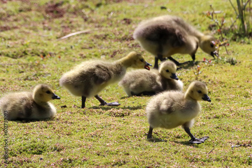 A stunning animal portrait of Goslings at a Nature Reserve. The baby Geese were in company with both parents and looking for food. © NW_Photographer