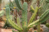 Bilberry cactus or Myrtillocactus Geometrizans in Zurich in Switzerland