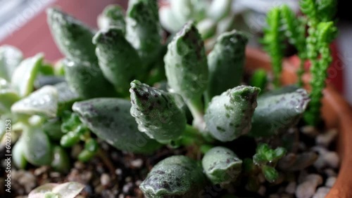 Beauty succulent mix in water drops closeup. Home mini garden rotation moving photo