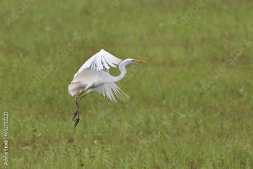 white heron takes flight