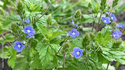 Veronica flower blossoms in spring. The flowers are also called birdeye speedwell, Persian speedwell, bird's-eye, or winter speedwell-video can be looped. photo