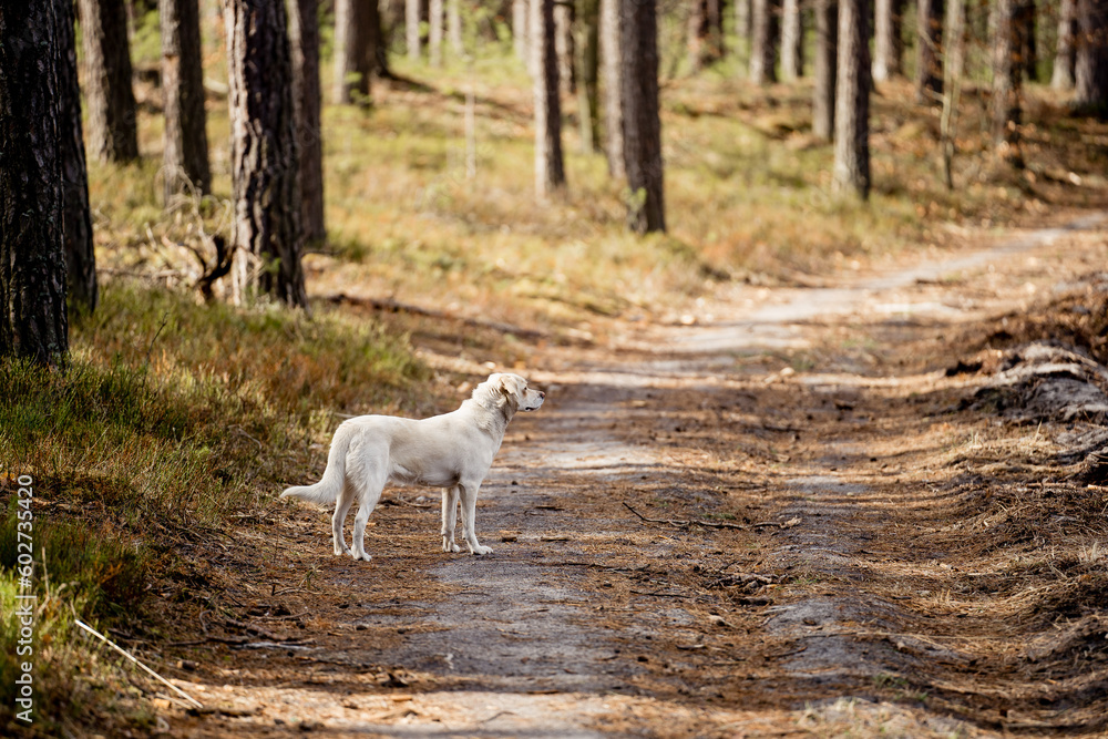 Fototapeta premium White labrador type, mongrel, dog in forest.