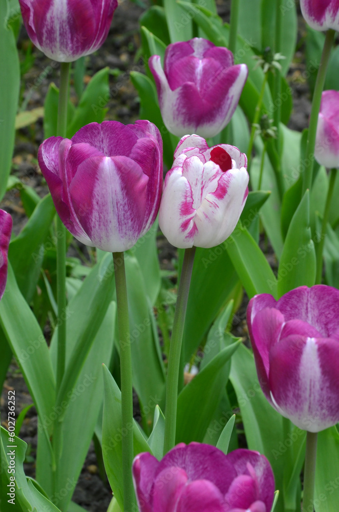Magenta-purple and white color combination blooming Triumph Tulips ‘Striped Flag’ in the spring garden .Gardening, cultivation of tulips concept. Magenta-purple and white color combination blooming Triumph Tulips ‘Striped Flag’ in the spring garden .Gardening, cultivation of tulips concept.