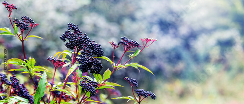 Cuadro en lienzo Сluster of black elderberries. Elderberry bush with berries