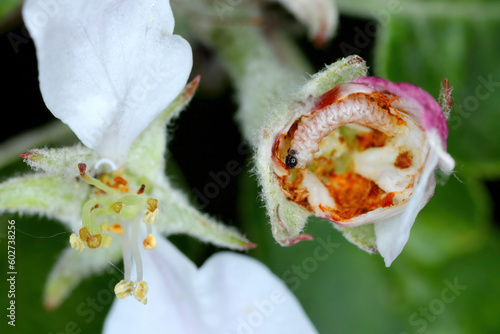 Larva of apple blossom weevil (Anthonomus pomorum) inside the damaged bud of an apple blossom. It is one of the most important pests in apple orchards and gardens.  photo
