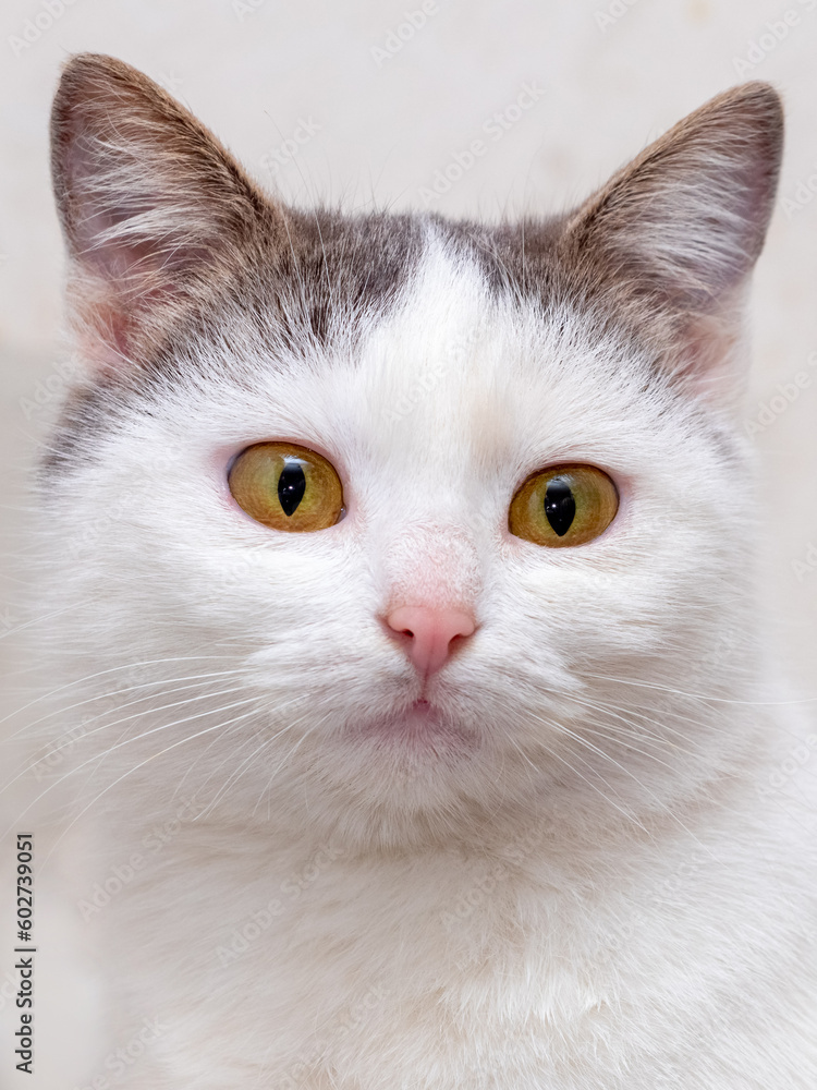 Portrait of a white spotted cat on a light background