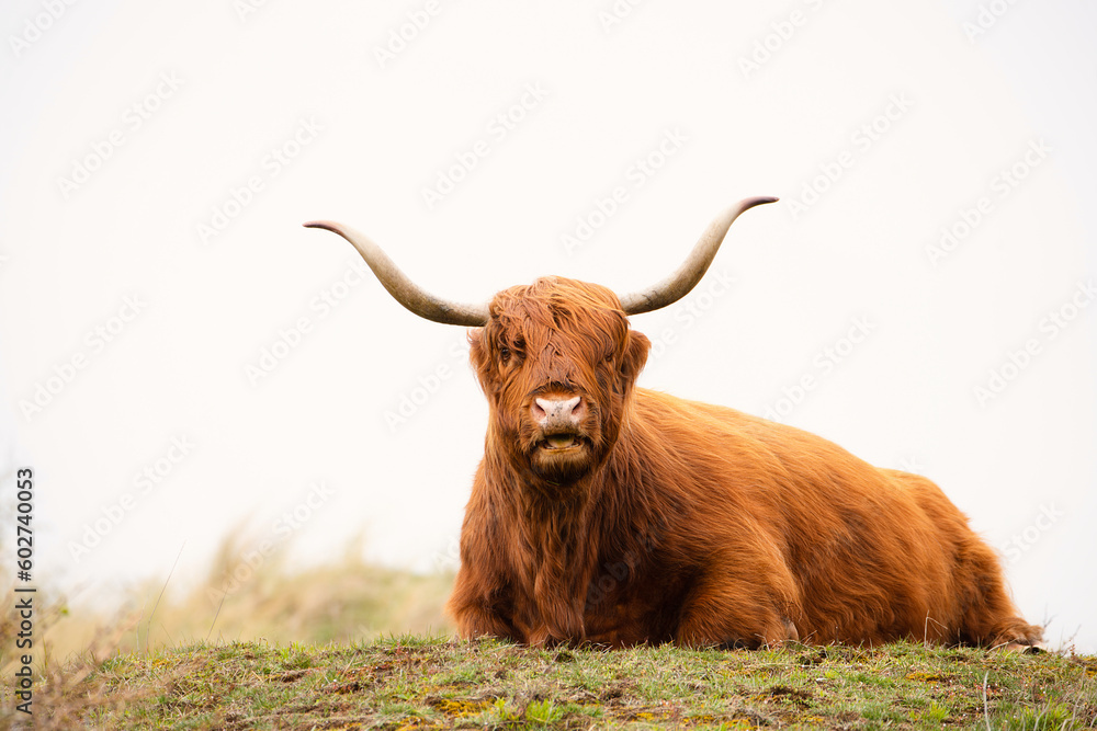 Scottish highland cattle, cow in the countryside, bull with horns on a pasture, ginger shaggy coat
Scottish highland cattle, cow in the countryside, bull with horns on a pasture, ginger shaggy coat