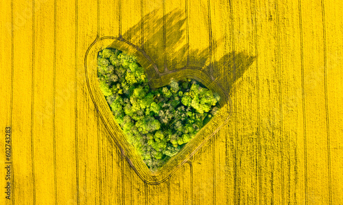 Aerial view of forest in heart shape between the yellow blossoming rape fields photo