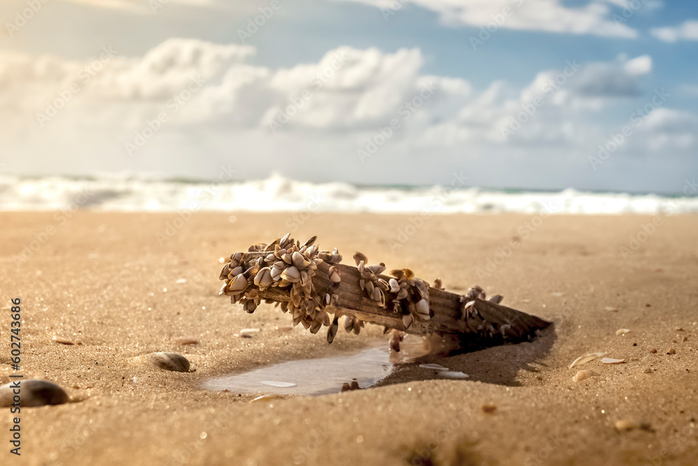 a board with shells in the sand on the sea beach a board with shells in the sand on the sea beach