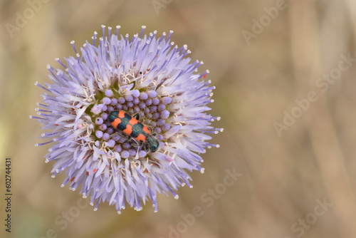 Apical photo of blue bonnet flower (Jasione montana) with a beetle (Trichodes alvearius) in the center. The color of nature photo