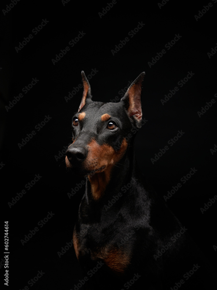 Standard pinscher on a black background. Portrait of a dog in the studio. beautiful pet