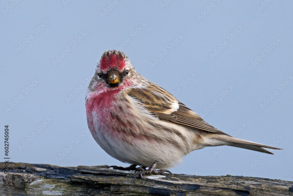 Common redpoll (Acanthis flammea) Common redpoll (Acanthis flammea)