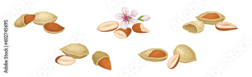 Almond Nut Kernel or Seed in Shell as Dried Snack Vector Set