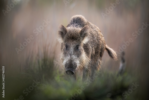 Wild boar ( Sus scrofa ) close up © Piotr Krzeslak