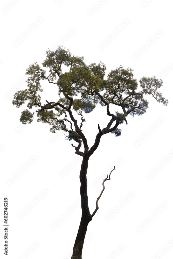 Obraz premium big tree isolate on white background