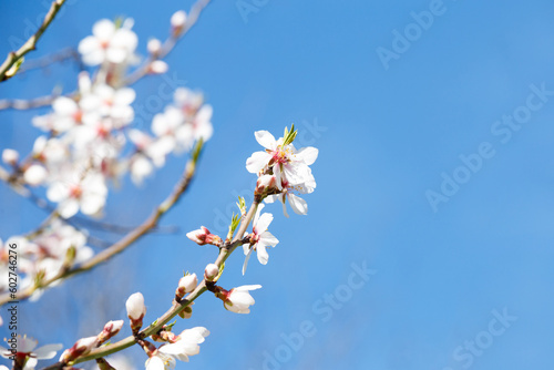 Blooming white branch against the blue sky