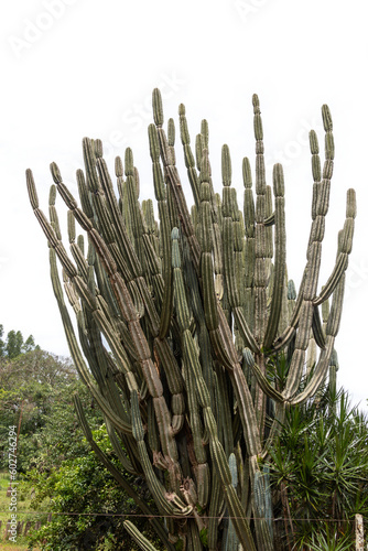 The green cactus of Cereus jamacaru, known as decorative mandacaru for garden interiors on white background