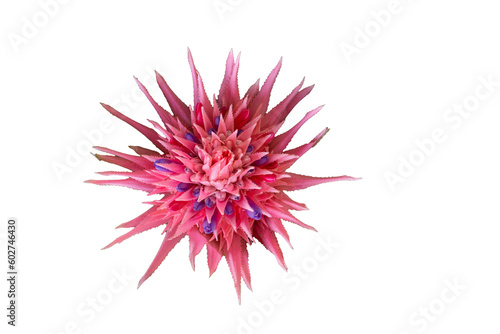 Colorful flower of spring blooming red tropical bromeliad plant, Aechmea fasciata, urn plant, Bromeliaceae, guzmania, isolated on white background photo