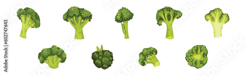 Green Broccoli Cabbage on Stalk as Healthy Nutrition Vector Set