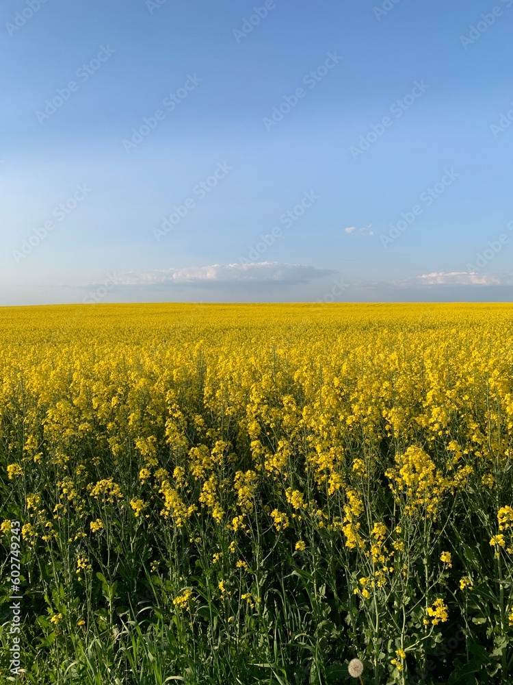 A field of bright yellow blooming rapeseed. Concept: agronomy, harvest, export of agricultural products. Background texture: yellow rapeseed field and blue sky.