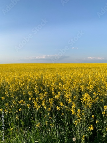 A field of bright yellow blooming rapeseed. Concept  agronomy  harvest  export of agricultural products. Background texture  yellow rapeseed field and blue sky.