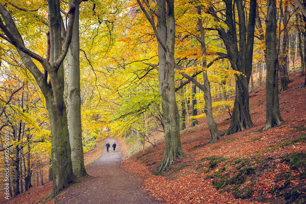 Silhouettes of two walkers and a dog on a pathway through majestic autumn woodland in the Peak District National Park, Derbyshire, England.