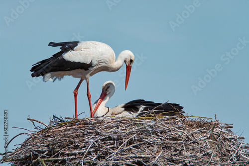 Stork building a nest
