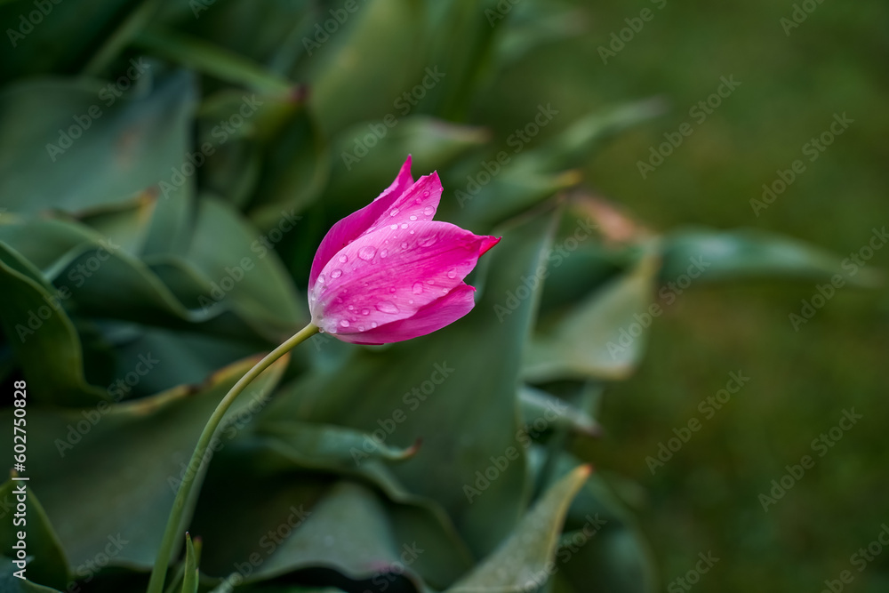 Small, bright pink tulip in an outdoor garden bed. Isolated flower.