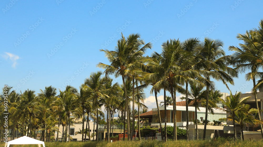 Árvores na orla da praia de rivieira de são lourenço em bertioga SP Brasil. 