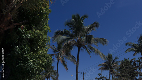 Plantas palmeiras próximo a praia de rivieira de são lourenço em bertioga sp brasil