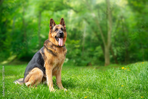 German Shepherd dog sitting on the grass in the forest. Copy space