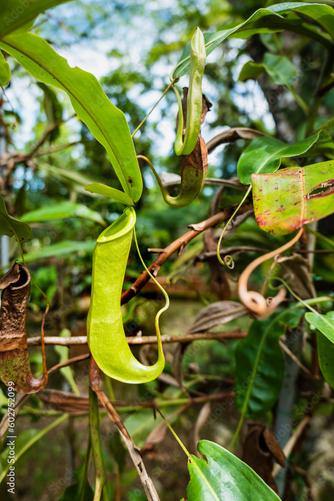 Pitcher plant, Nepenthes in its scientific name, in Kuching, Sarawak state, Malaysia. Tropical carnivorous pitcher plant.