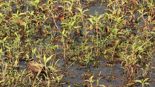 Goa, India. Bronze-winged Jacana Walking And Eating Grass On Green Meadow. photo