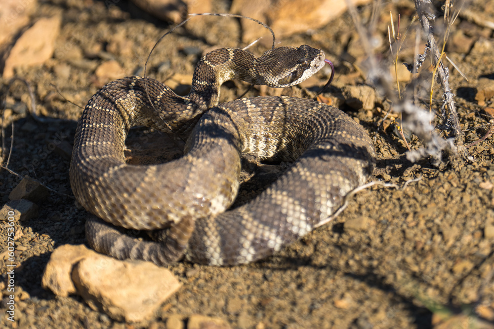 Obraz premium Western rattlesnake